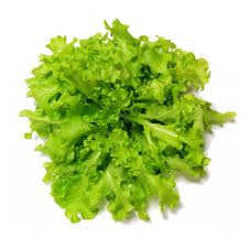 綠橡葉 (公斤) Oak Lettuce-Green (kg)