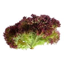 紅毛菜 (公斤) Lolla Rossa (kg)