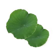 蓮葉 (張) Lotus Leaves (pc)