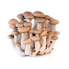 白靈菇 (包) White Ling Chi Mushroom (pkt)