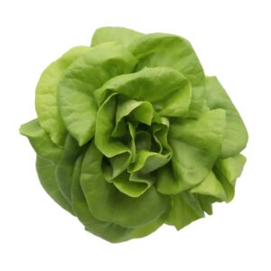 水耕牛油生菜 (公斤) Premium Hydroponic Butter Lettuce (kg)