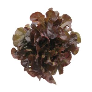 水耕紅象葉 (公斤) Premium Hydroponic Oak Leaf (kg)