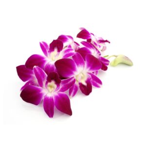 泰國蘭花 (朵) Thai Orchard (pc)